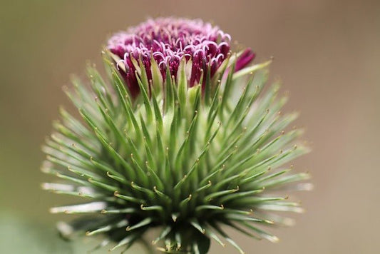Burdock Root – Deep Detox Support for Lymph, Skin & Liver in Calgary - Joy and Vitality Centre