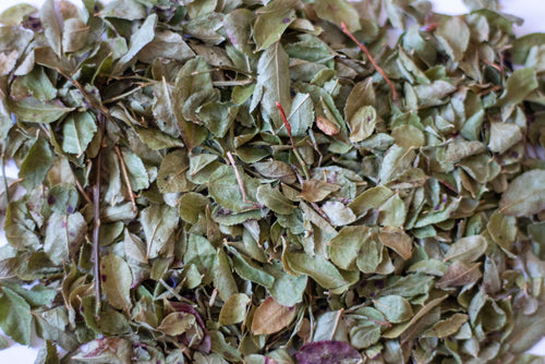 Graviola, also known as soursop (Annona muricata), is a tropical plant traditionally used for its immune-boosting, anti-inflammatory, and cell-protective properties. The leaves of this powerful plant are rich in antioxidants, helping to neutralize free radicals and support overall well-being.
