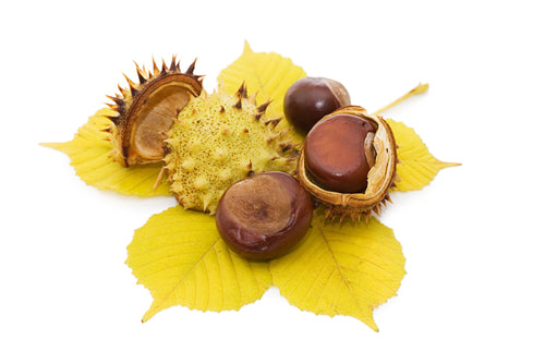 Horse Chestnut is a traditional herbal remedy widely used to strengthen blood vessels, reduce varicose veins, and improve circulation, especially in the legs. Its active compound, aescin, helps tone the veins, reduce swelling, and minimize the appearance of spider veins and hemorrhoids.