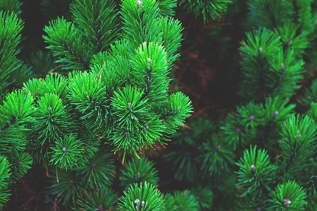 8 Health Benefits of Pine Hydrosol