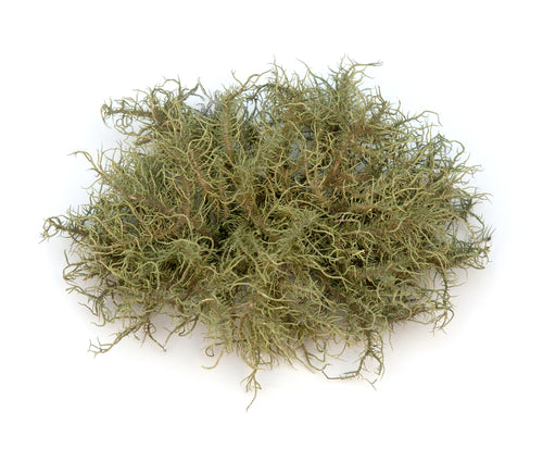 Usnea  Lichen Herb